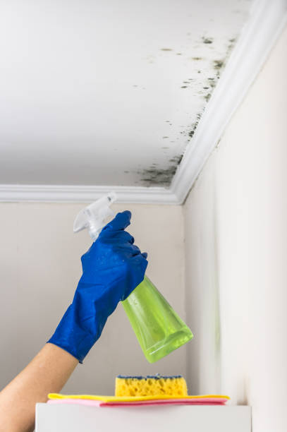 Why You Should Choose Our Mold Remediation Services in Riverton, NJ